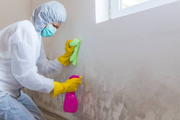 Maili, HI Mold Removal Company